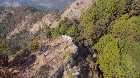 Lite green trees Stock Footage 276942595