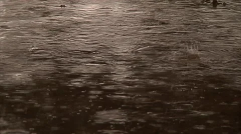 Lite Rain in Puddle 스톡 동영상 40716135
