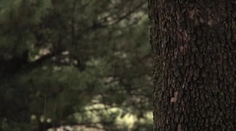 Lite Rain in Trees Stock-Footage 40716147