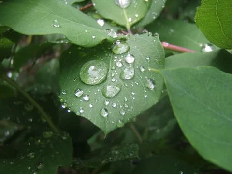 Liter clear drops Stock Photos