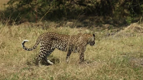 Lithe leopard walking through green and ... | Stock Video | Pond5