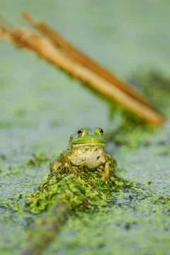Lithobates catesbeianus Stock Photos