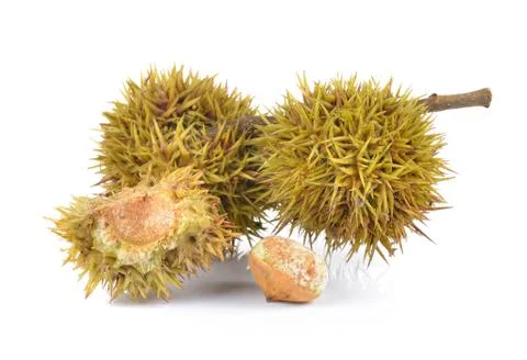 Lithocarpus fruit on white background Stock Photos