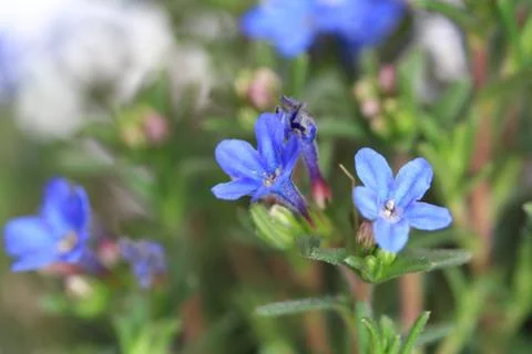 Lithodora Blüten Stock Photos