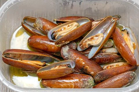 Lithophaga Date Shell Foto stock