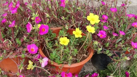 Lithops is a genus of succulent plants in the ice plant family, Aizoaceae Stock Footage 196148306