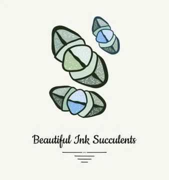 Lithops hand drawn succulent vector isolated illustration. Modern ink succule Stock Illustration