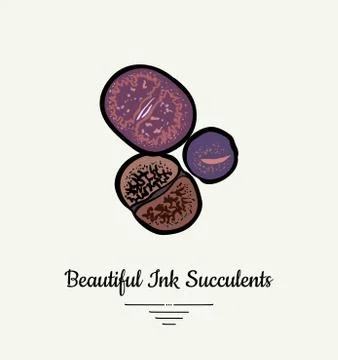 Lithops hand drawn succulent vector isolated illustration. Modern ink succule Stock Illustration