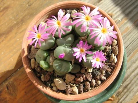 Lithops Stock Photos