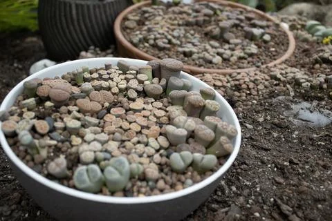 Lithops Succulent Closeup in Pot Stock Photos