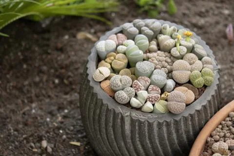 Lithops Succulent Collection with Yellow Bloom Stock Photos