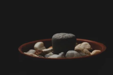 Lithops succulent plant macro close up Stock Photos