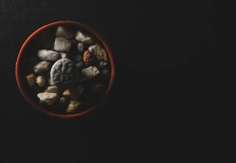 Lithops succulent plant macro close up Stock Photos