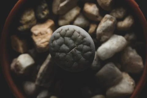 Lithops succulent plant macro close up Stock Photos