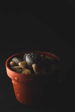 Lithops succulent plant macro close up Stock Photos