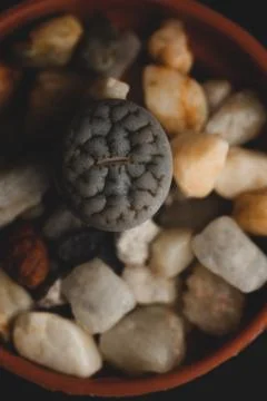 Lithops succulent plant macro close up Stock Photos
