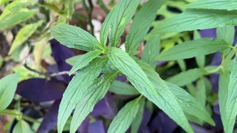 Lithospermum erythrorhizon Stock Footage 155438647