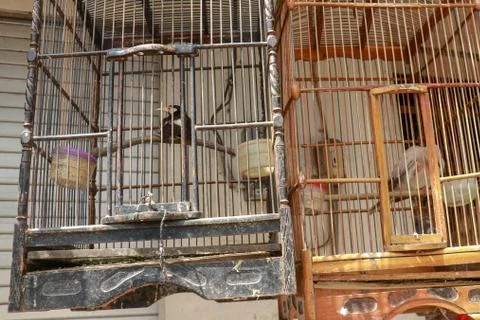 Litle birds in the cage. Java, Indonesia. Freedom concept Fotos Stock