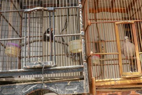 Litle birds in the cage. Java, Indonesia. Freedom concept Stock-Fotos