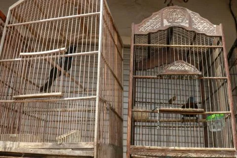 Litle birds in the cage. Java, Indonesia. Freedom concept Fotos de archivo