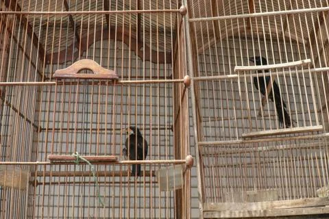 Litle birds in the cage. Java, Indonesia. Freedom concept Fotos Stock