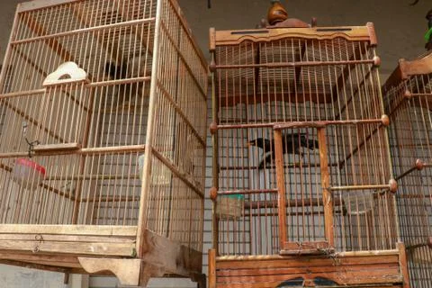 Litle birds in the cage. Java, Indonesia. Freedom concept Fotos Stock