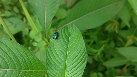 A litle blue bug on the green leaf Video stock 223534310