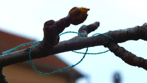 Litle branch Stock Photos