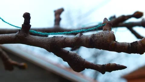 Litle branch Stock Photos