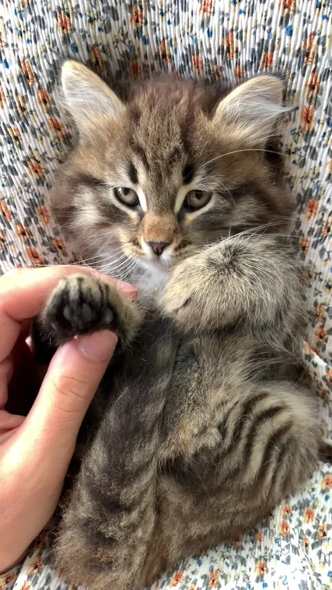 Litle cat Vídeos de archivo 219480068