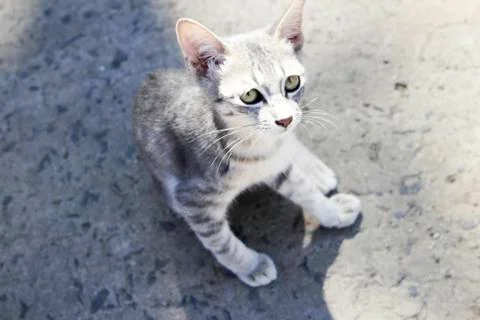 Litle cat Stock Photos