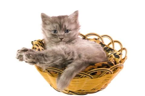 Litle cat Foto stock