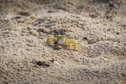Litle crab in the sand Stock Photos