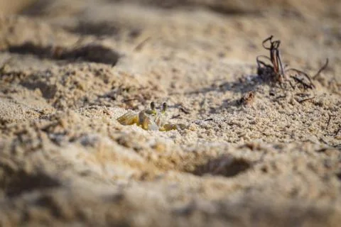Litle crab in the sand Stock Photos