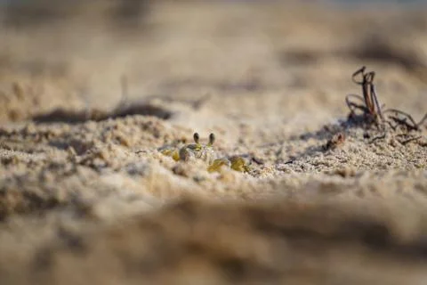 Litle crab in the sand Stock Photos