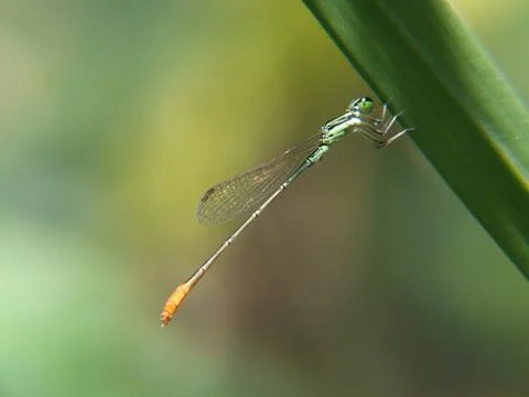 Litle Dragonfly Stock Photos