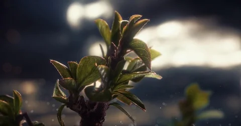 Litle leaves grow storm background particle Stock Footage 84873045