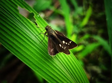 Litle moth on the leaves Stock Photos