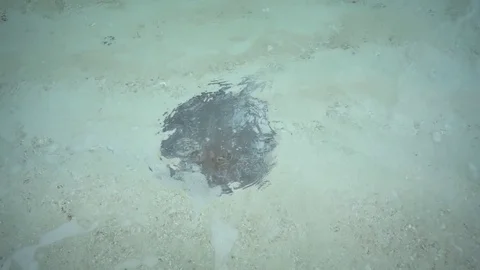 Litle Stingray on the Beach in the Maldives Видео 79908497