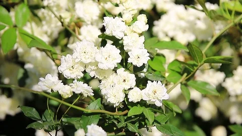 Litle White Iceberg Roses Stock Footage 71540093