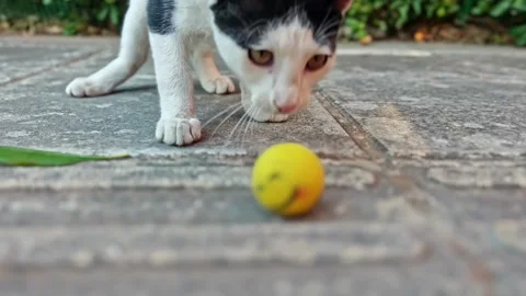 Litlle cat play 動画素材 280714681