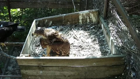 Litlle eagle staying alone on the nest and caaling his mom Video stock 157270176
