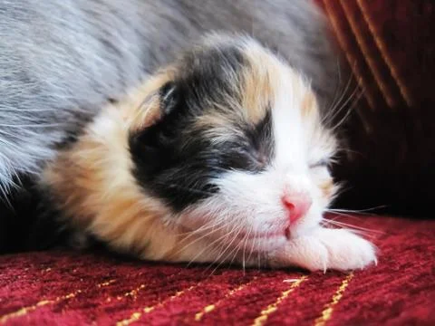 Litlle kitty Foto stock