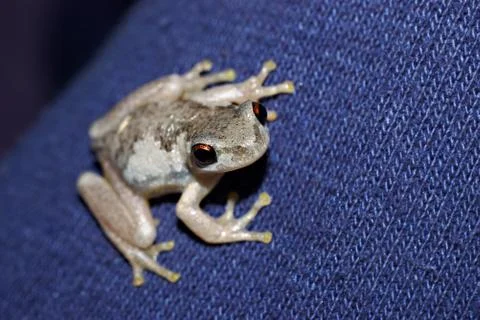 Litoria dentata Stock Photos