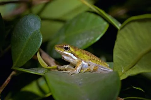 Litoria fallax Foto stock