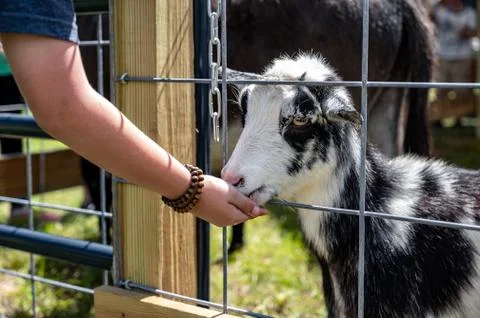 Litte boy feeds goat 스톡 사진