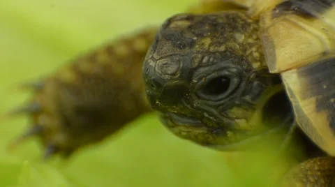 Litte land turtle on the sheet of salad Stock Footage 68907205