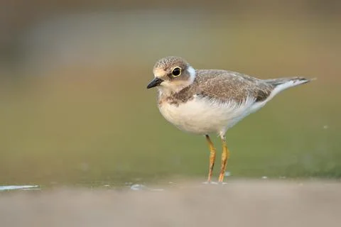 Litte ringed plover Charadrius dubius bird rain water in pond wetland wading Stock Photos
