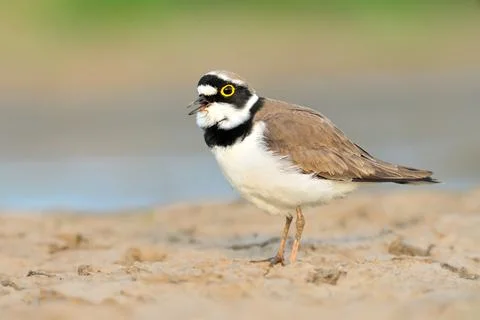 Litte ringed plover Charadrius dubius bird rain water in pond wetland wading Stock Photos