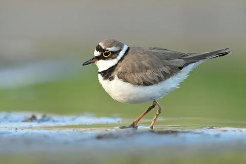 Litte ringed plover Charadrius dubius bird rain water in pond wetland wading Foto stock
